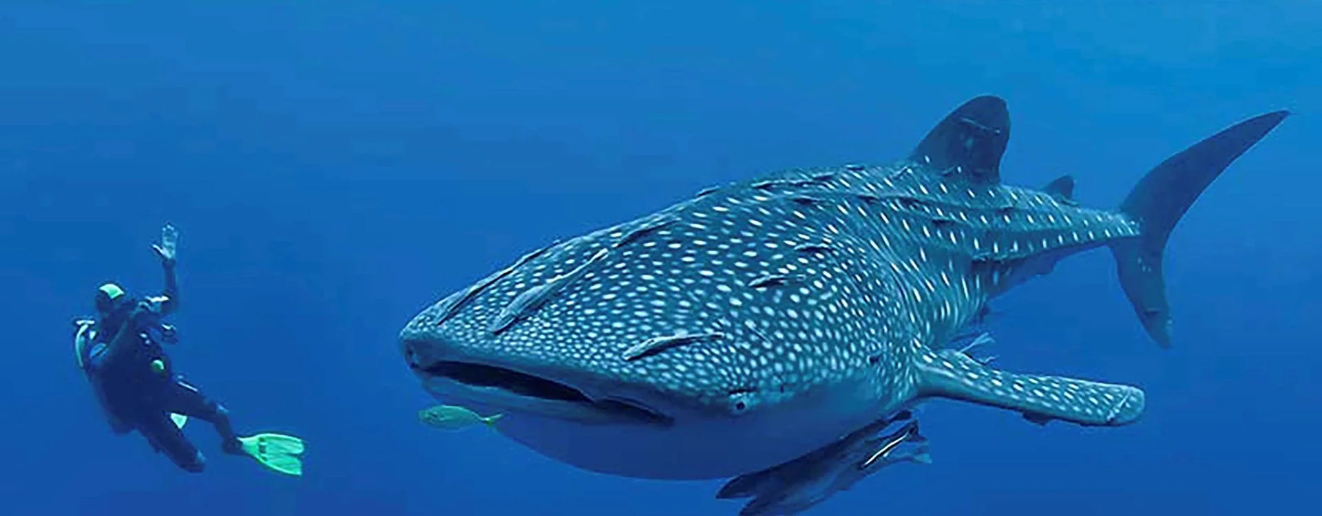 Plongée Djibouti